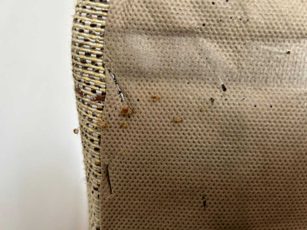 pluskwy-wyglad-lozko