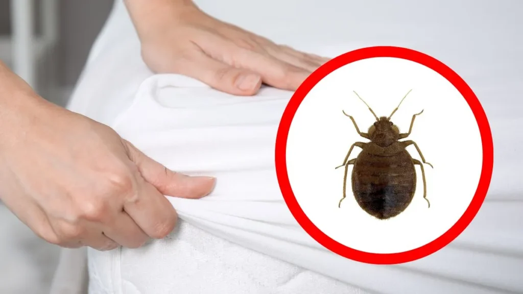 Read more about the article Jak wygląda pluskwa domowa? Jak wyglądają jaja?