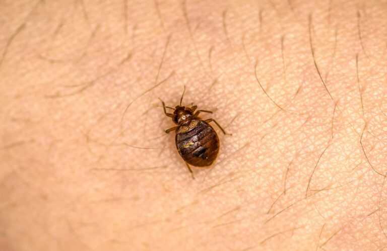 pluskwa-na-ciele-zdjecie