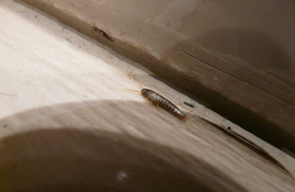 Read more about the article Czy rybiki gryzą? Jak wyglądają? Sprawdź, co warto wiedzieć