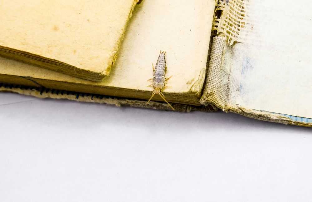 rybiki-niszcza-ksiazke