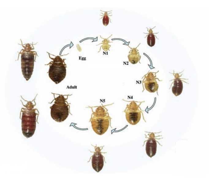 bedbug-lifecycle