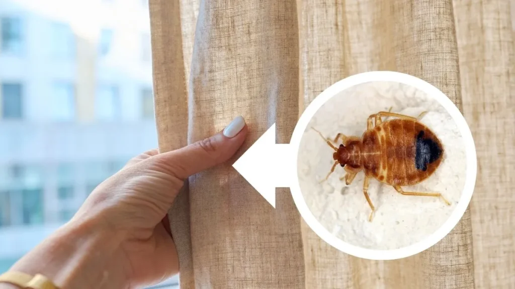 gdzie-chowaja-sie-pluskwy-okna