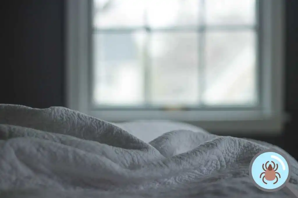 Read more about the article Od jednej pluskwy w domu do plagi