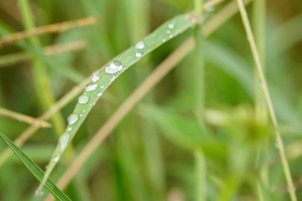 Read more about the article Naturalny wróg pluskwy domowej – czy taki istnieje? Czy natura może nam pomóc?