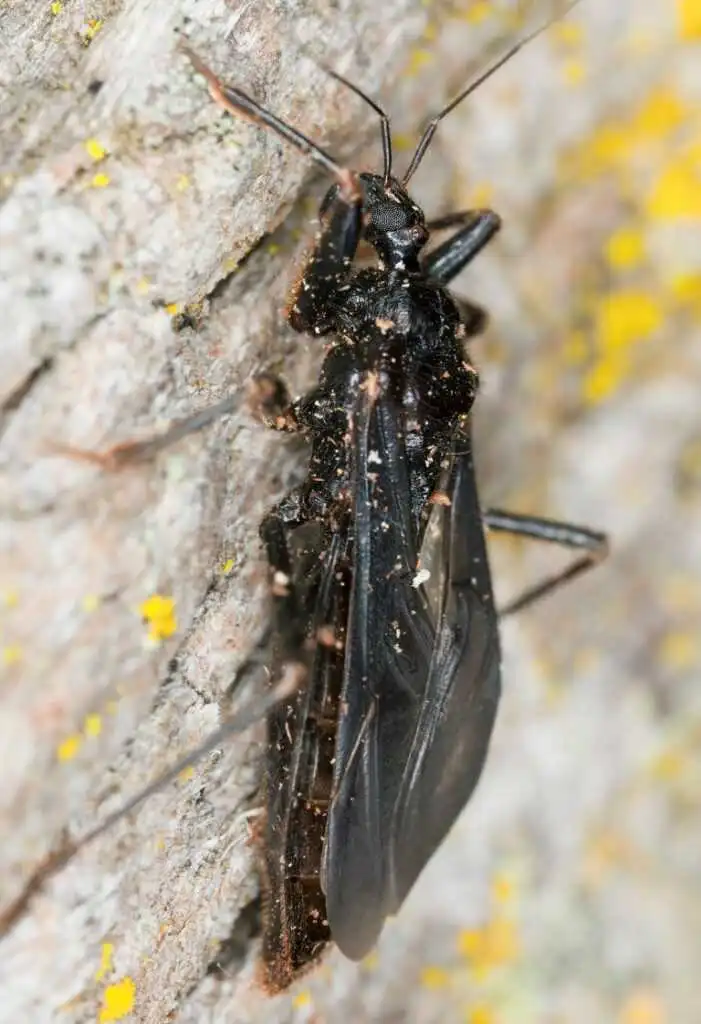 zajadek-domowy-naturalny-wrog-pluskwy