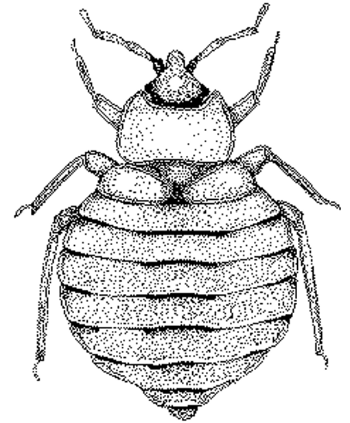 pluskwa-domowa-lozkowa