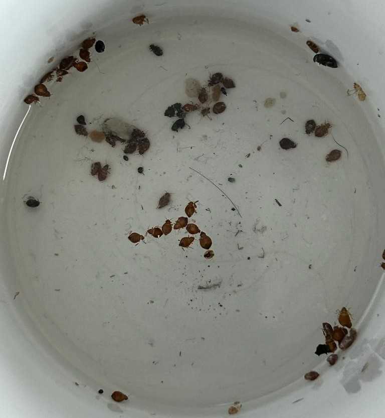 pluskwy-jaskolcze-i-jaja