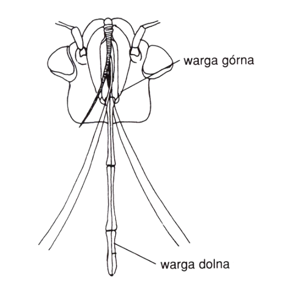 ssawka-pluskwy-domowej-lozkowej