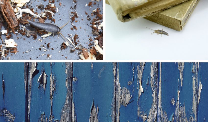 Read more about the article Co jedzą rybiki cukrowe?