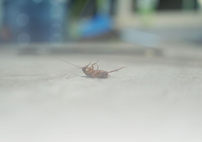 Read more about the article Jeden karaluch w domu – zapowiedź większego problemu?