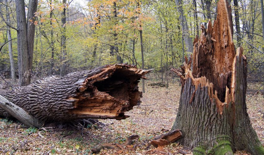 obumarle-drzewo-rybiki-recykling-celulozy