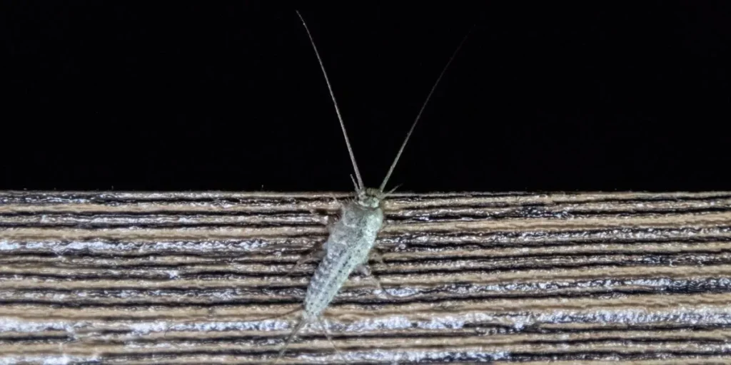 rybiki-skad-wychodza