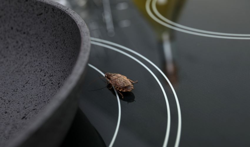 Read more about the article Skąd się biorą karaluchy? Skąd wychodzą prusaki?