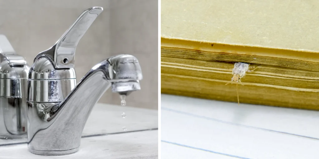 skad-sie-biora-rybiki-co-je-przyciaga