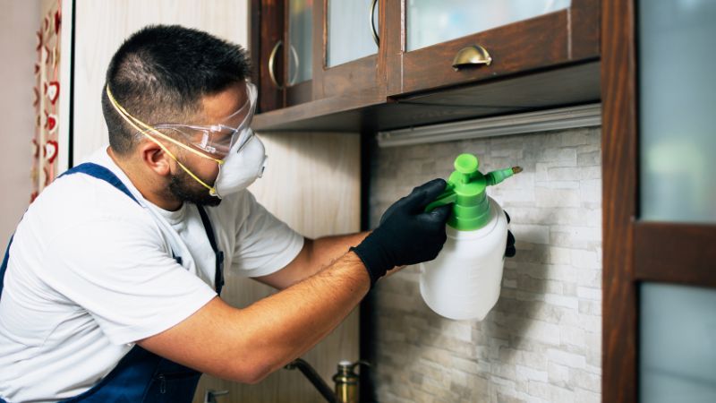 Read more about the article Bezpieczeństwo w zwalczaniu szkodników. Jak skutecznie i bezpiecznie chronić swój dom?