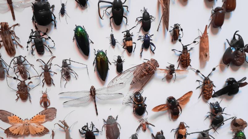 bezpieczenstwo-dezynsekcji