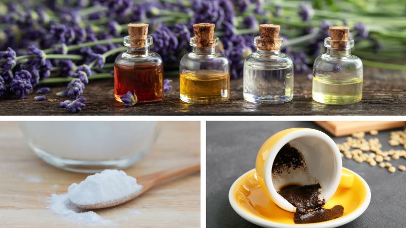 Read more about the article Domowe sposoby na karaluchy – prusaki, przybyszki i inne karaczany. Sprawdź, co działa, a co nie!