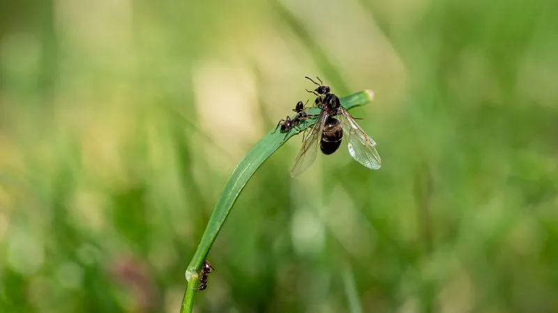 hurtnica-czarna-hurtnice-zwyczajne