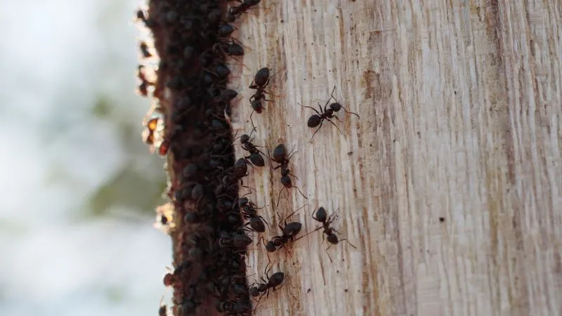 hurtnice-gniazdo-w-drzewie