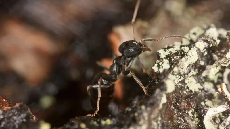 kartonowka-pospolita