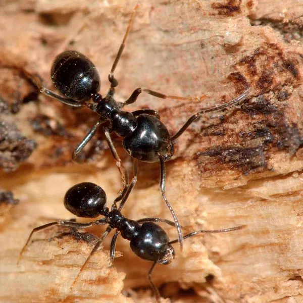 kartonowka-zwyczajna