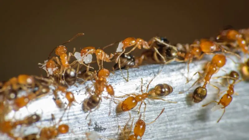 mrówka-faraona-pokarm