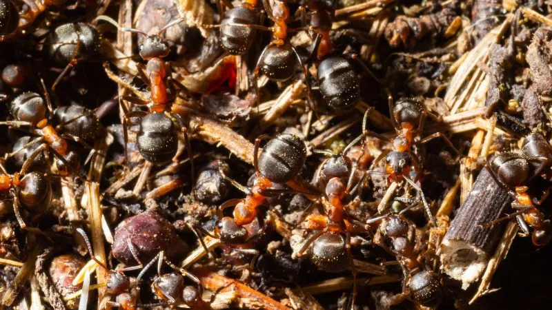 mrowki-rudnice-na-sciolce