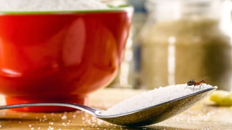 mrowki-w-domu-co-przyciaga