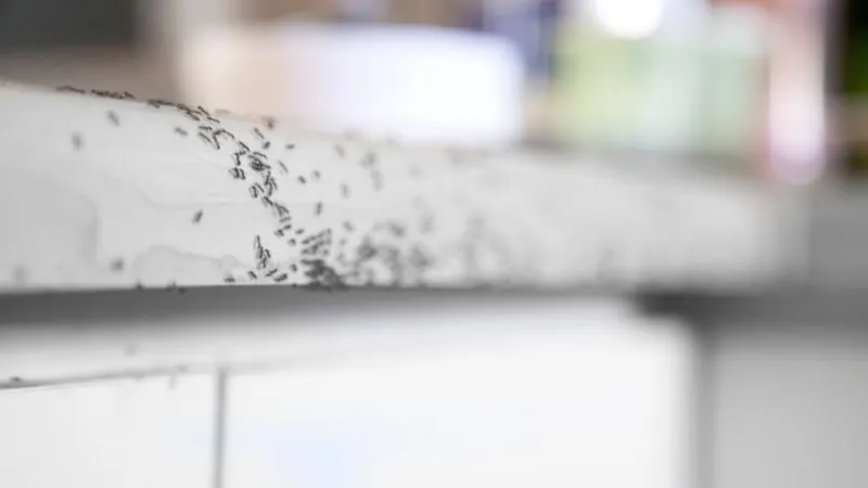 Read more about the article Mrówki w domu – jak się ich pozbyć? Skąd się biorą?