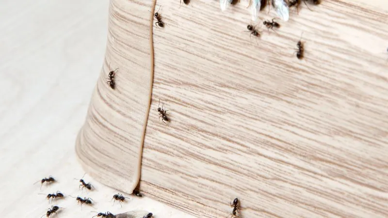 mrowki-w-domu-skad-sie-biora