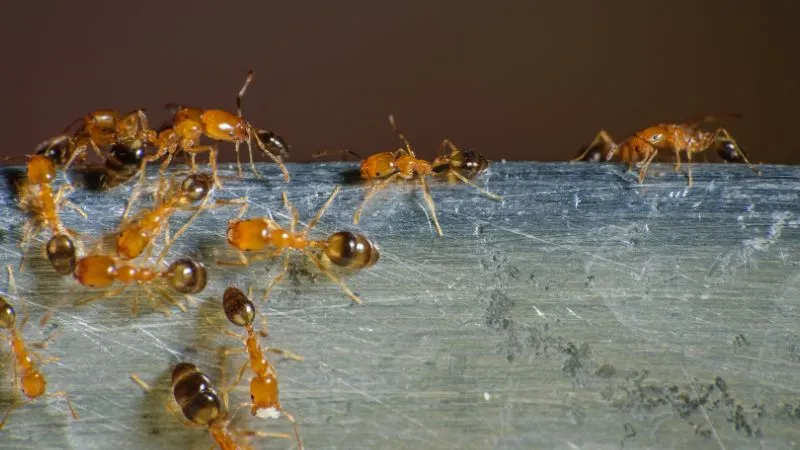 rozmnazanie-mrowek-faraona