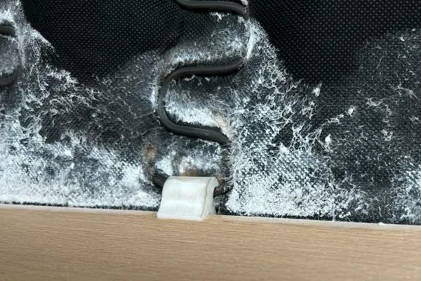 zamrażanie pluskiew domowych i jaj pluskwy