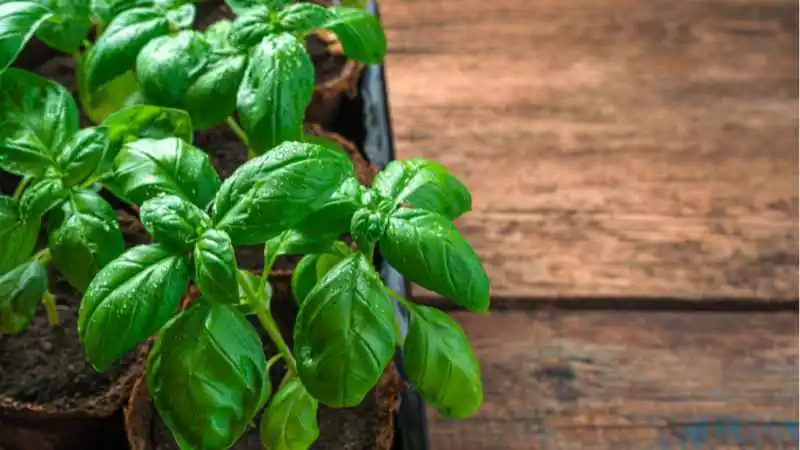 bazylia-roslina-odstraszajaca-komary