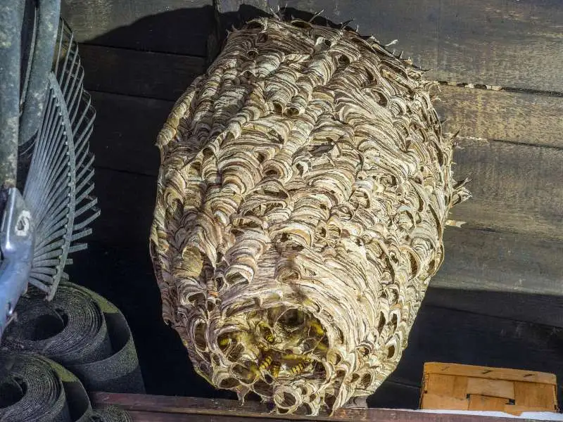 gniazdo-szerszeni-do-likwidacji