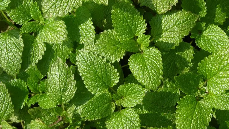 melisa-roslina-odstraszajaca-komary