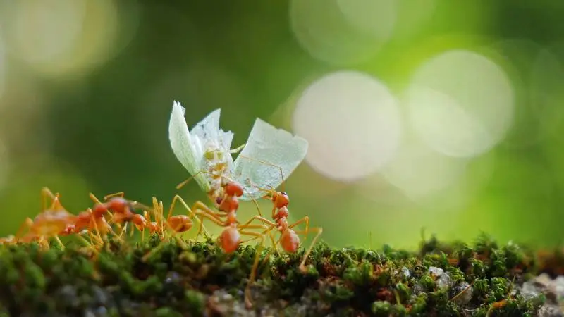 Read more about the article Mrówki w ogrodzie – jak się ich pozbyć?