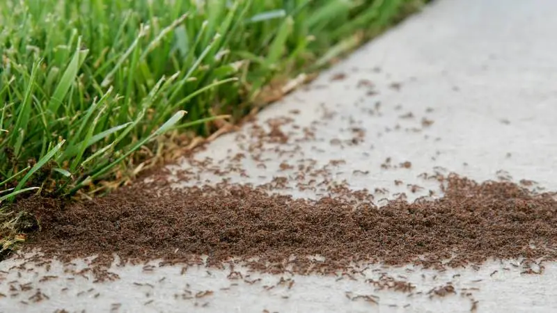 mrówki-w-ogrodzie