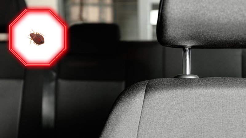 Read more about the article Pluskwy w samochodzie — gdzie szukać, jak się pozbyć?