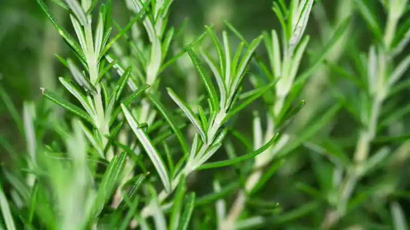 rozmaryn-roslina-na-komary