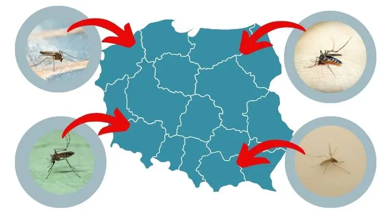 Read more about the article Jakie komary występują w Polsce?