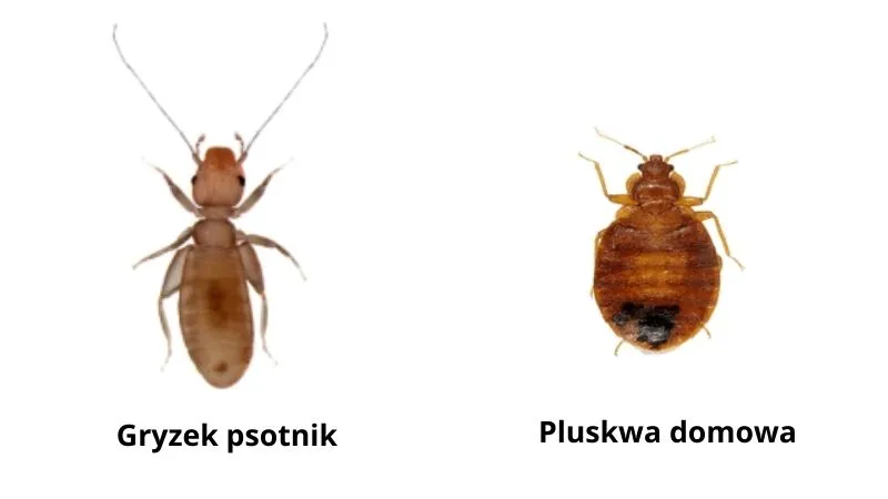 gryzek-psotnik-a-pluskwa