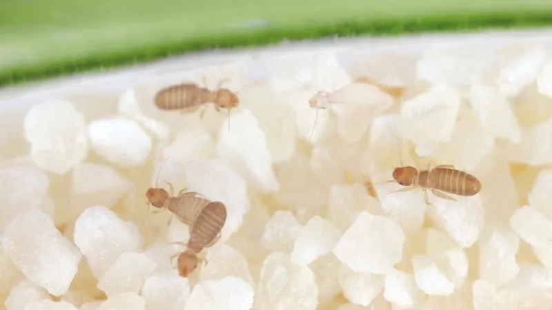 gryzek-psotnik-w-domu