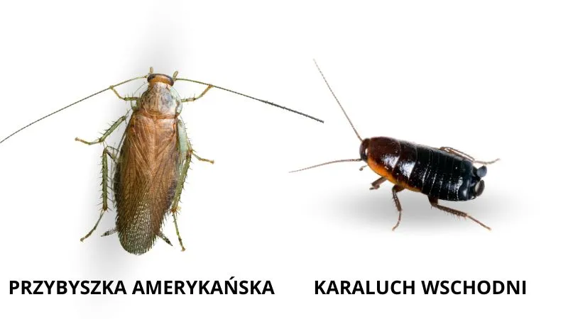 inne-rodzaje-karaluchow