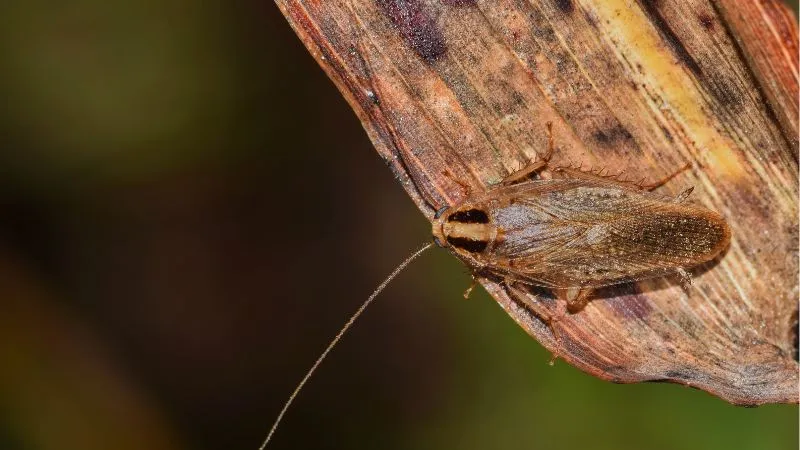 jak-rozpoznac-prusaka