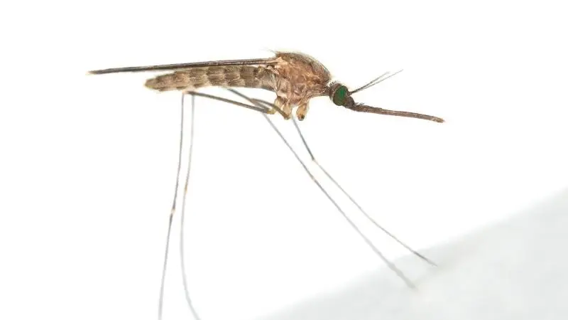 komar-w-polsce-widliszek
