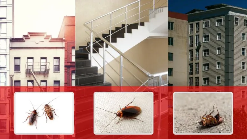 Read more about the article Prusaki w bloku? Karaluchy w kamienicy? Sprawdź, co robić i kto może Ci pomóc
