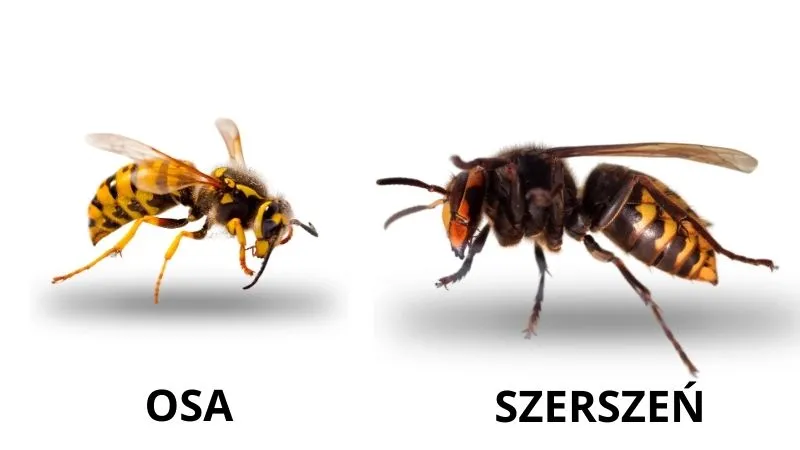 szerszen-a-osa
