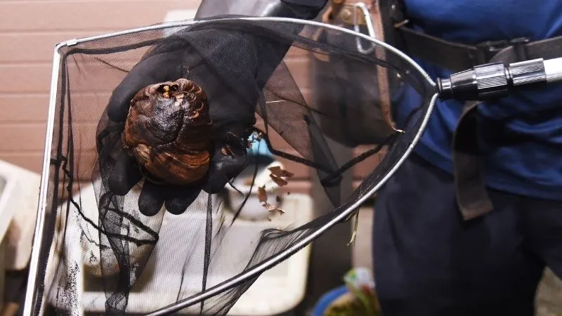 usuwanie-gniazd-szerszeni-i-os