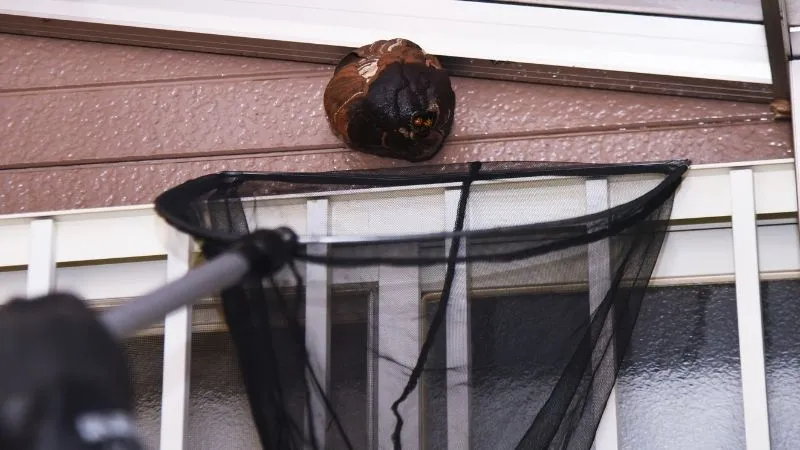 usuwanie-gniazd-szerszeni